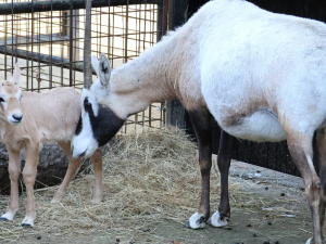 Hodonínská zoo má nový přírůstek. Je jím mládě kriticky ohroženého druhu antilopy