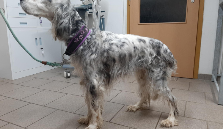 Hrozivý pach špíny, výkalů a moči. Žena z Tábora měla týrat tři psy