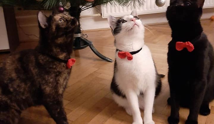 Kam o víkendu na jižní Moravě? Do světelného parku nebo na jarmark pro kočičí útulky