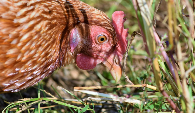 Veterináři potvrdili nové ohnisko ptačí chřipky na Znojemsku. Ve vsi hynou slepice