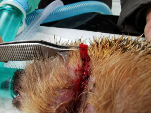 Mladý ježek se málem uškrtil na kroužku z plastové lahve. Pomohli mu odborníci z brněnské univerzity