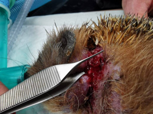 Mladý ježek se málem uškrtil na kroužku z plastové lahve. Pomohli mu odborníci z brněnské univerzity