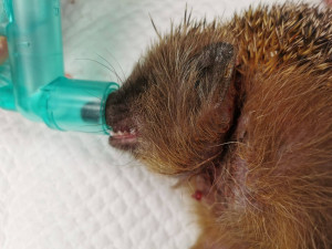 Mladý ježek se málem uškrtil na kroužku z plastové lahve. Pomohli mu odborníci z brněnské univerzity