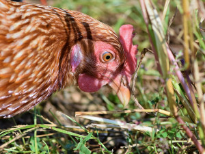 Veterináři potvrdili nové ohnisko ptačí chřipky na Znojemsku. Ve vsi hynou slepice