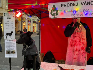 VIDEO: Kapři také cítí bolest, hlásají aktivisté v Brně. Od zabíjení ryb odrazují fiktivním prodejem vánočních psů