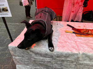 VIDEO: Kapři také cítí bolest, hlásají aktivisté v Brně. Od zabíjení ryb odrazují fiktivním prodejem vánočních psů