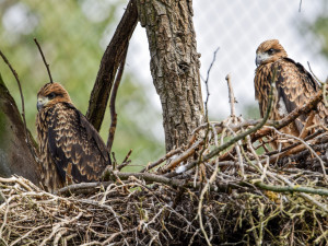 Zoo Brno odchovala kriticky ohrožené luňáky hnědé. Nyní je čeká převoz do nového domova