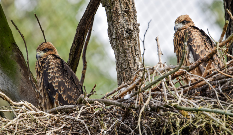 Zoo Brno odchovala kriticky ohrožené luňáky hnědé