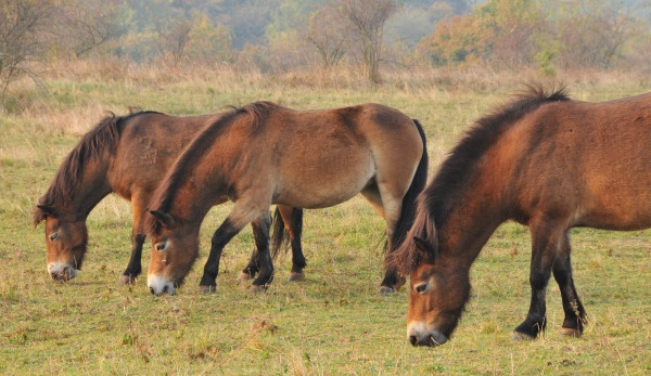 V NP Podyjí přijdou na svět hříbata divokých koní. Stane se tak po několika letech