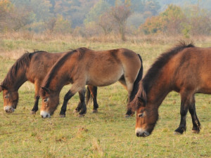 V NP Podyjí přijdou na svět hříbata divokých koní. Stane se tak po několika letech