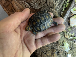 V brněnské zoo se letos vylíhla stá želva uhlířská. Druh pochází z jihoamerických savan