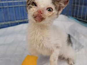 Týrané kotě, které před rokem nalezli v Brně, se zotavilo. Podezřelý zemřel a policisté případ odložili