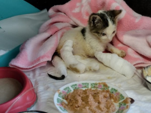 Týrané kotě, které před rokem nalezli v Brně, se zotavilo. Podezřelý zemřel a policisté případ odložili