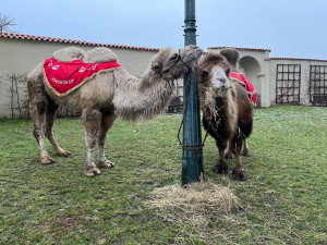 VIDEO: Brňané oslavovali Tři krále. Kašpar, Melichar a Baltazar na velbloudech projeli městem
