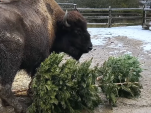 Zvířata v zoo si pochutnala na vánočních stromcích. Nejvíc jim chutnaly borovice