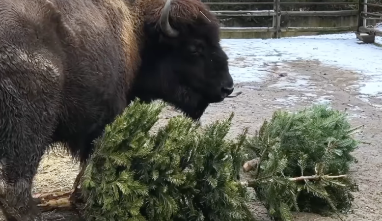 VIDEO: Zvířata v zoo si pochutnala na vánočních stromcích. Nejvíc jim chutnaly borovice