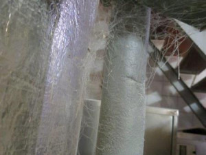 Plíseň, hmyz a myší bobky. Inspektoři zavřeli pekárnu v Letovicích na Blanensku