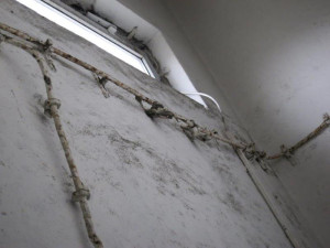 Plíseň, hmyz a myší bobky. Inspektoři zavřeli pekárnu v Letovicích na Blanensku