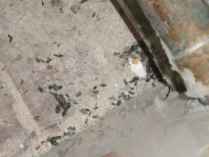 Plíseň, hmyz a myší bobky. Inspektoři zavřeli pekárnu v Letovicích na Blanensku