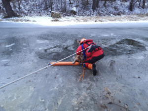 Dva psi vběhli na tenký led a probořili se. S předními tlapkami na ledě čekali na záchranu