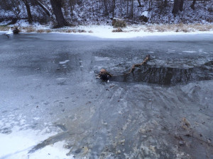Dva psi vběhli na tenký led a probořili se. S předními tlapkami na ledě čekali na záchranu