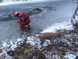 Dva psi vběhli na tenký led a probořili se. S předními tlapkami na ledě čekali na záchranu