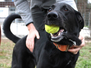 Brněnský útulek pořádá návštěvy pro veřejnost. Lidé si mohou některé obyvatele adoptovat