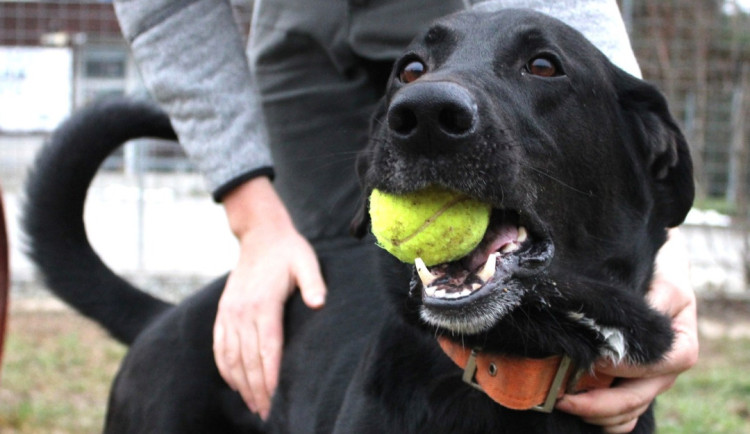 Brněnský útulek pořádá návštěvy pro veřejnost. Lidé si mohou některé obyvatele adoptovat