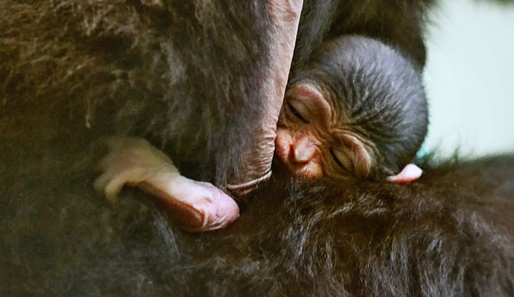 V Hodoníně se narodilo mládě gibona. Návštěvníci drobečka uvidí, jen když budou mít štěstí