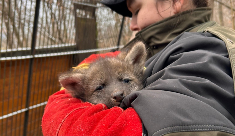 V brněnské zoo se narodila vlčí čtyřčata. Už skotačí ve výběhu, radují se chovatelé