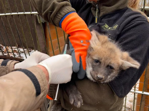 V brněnské zoo se narodila vlčí čtyřčata. Už skotačí ve výběhu, radují se chovatelé
