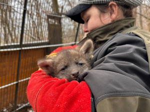 V brněnské zoo se narodila vlčí čtyřčata. Už skotačí ve výběhu, radují se chovatelé