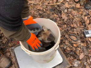 V brněnské zoo se narodila vlčí čtyřčata. Už skotačí ve výběhu, radují se chovatelé