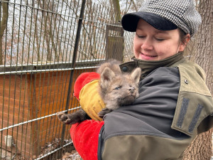 V brněnské zoo se narodila vlčí čtyřčata. Už skotačí ve výběhu, radují se chovatelé