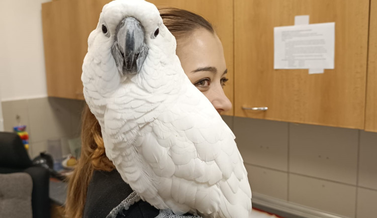 Ahoj miláčku, svádí papoušek pracovnici brněnského útulku. Strážníci ho odchytli v Černých Polích a hledají majitele