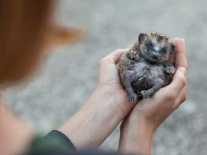Osiřelá mláďata i exotické druhy. Záchranná stanice brněnské zoo už pomohla tisícům zvířat