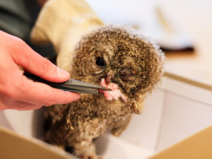 Osiřelá mláďata i exotické druhy. Záchranná stanice brněnské zoo už pomohla tisícům zvířat