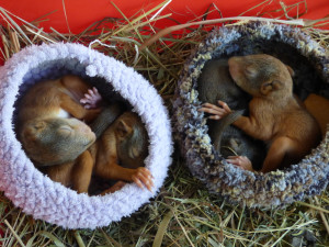 Osiřelá mláďata i exotické druhy. Záchranná stanice brněnské zoo už pomohla tisícům zvířat