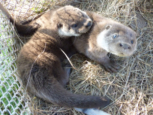 Osiřelá mláďata i exotické druhy. Záchranná stanice brněnské zoo už pomohla tisícům zvířat