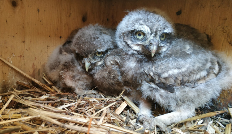 Jižní Morava slaví nejúspěšnější hnízdní sezónu sýčka obecného desetiletí. V jeho ochraně je třeba pokračovat