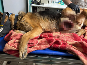 Na Vyškovsku někdo utýral fenku německého ovčáka. Zuboženou a nemocnou ji přivázal k bráně