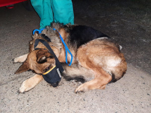 Na Vyškovsku někdo utýral fenku německého ovčáka. Zuboženou a nemocnou ji přivázal k bráně