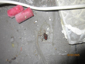 Švábi a špína v kuchyni i skladu. Inspektoři částečně uzavřeli brněnskou restauraci