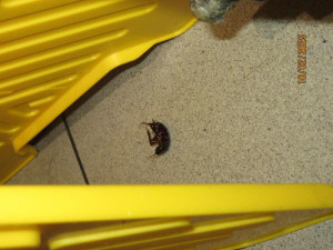 Švábi a špína v kuchyni i skladu. Inspektoři částečně uzavřeli brněnskou restauraci