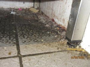 Švábi a špína v kuchyni i skladu. Inspektoři částečně uzavřeli brněnskou restauraci