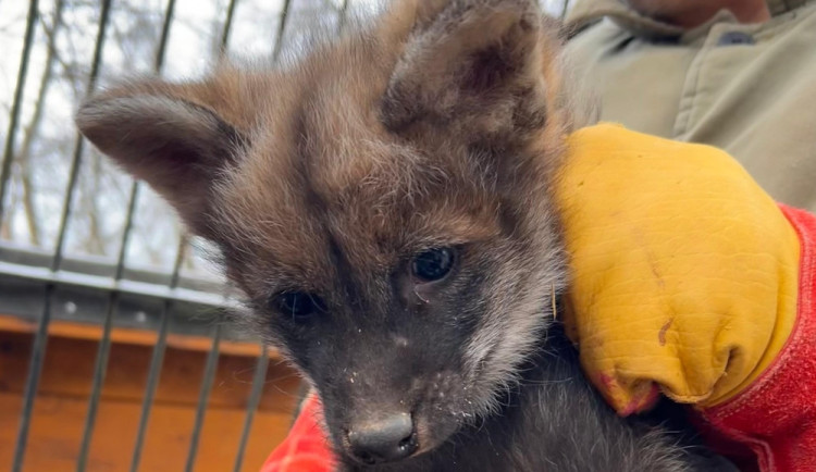 Čtyřčata vlků v brněnské zoo prospívají. Ráno se krmí mrkví, odpoledne si pochutnají na králíkovi