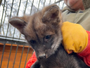 Čtyřčata vlků v brněnské zoo prospívají. Ráno se krmí mrkví, odpoledne si pochutnají na králíkovi