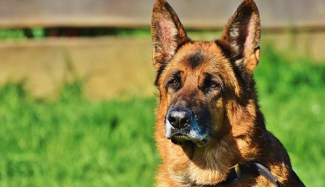 Útulek z Brna přijímá psy z fronty na Ukrajině. Dorazilo jich už více než sto padesát