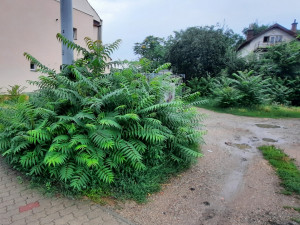 Na Pálavě bojují s invazivním pajasanem. Vlastníci pozemků ho musí průběžně odstraňovat