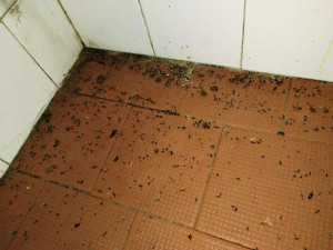 Mrtvé myši v kuchyni a stěny olezlé plísní. Inspektoři zavřeli motorest na dálnici u Brna